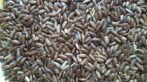 Njavara Rice, endemic to Kerala